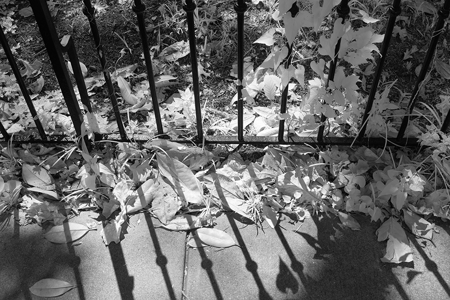 Infrared Photo of Overgrown Metal Fence.